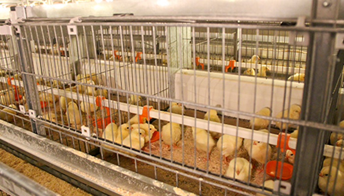 Chick Cages